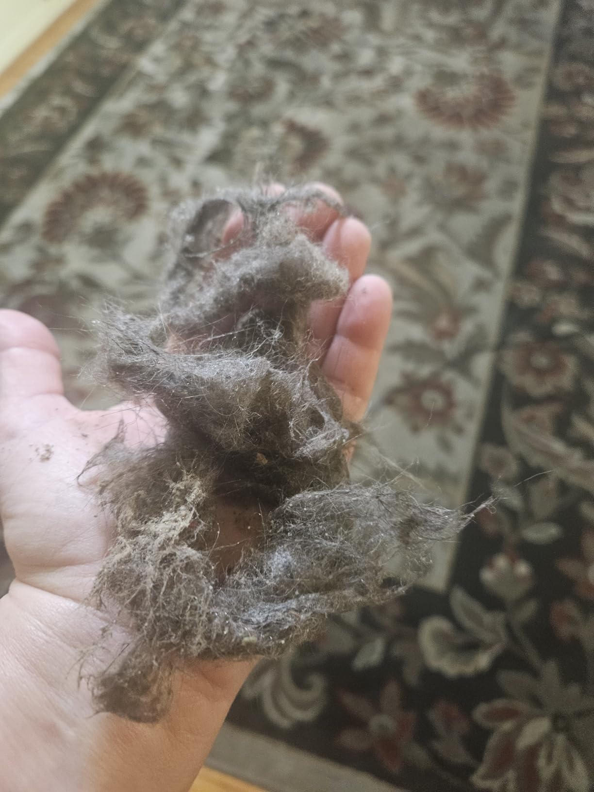 Hoover PowerDash Pet Advanced Compact Carpet Cleaner Machine with Above Floor Cleaning, Lightweight Carpet Shampooer Machine, Pair with a Hoover Carpet Cleaner Solution for a Bright, Refreshed Home Customer Review Hoover PowerDash Pet Advanced Compact Carpet Cleaner Machine with Above Floor Cleaning, Lightweight Carpet Shampooer Machine, Pair with a Hoover Carpet Cleaner Solution for a Bright, Refreshed Home - Customer Photo 2