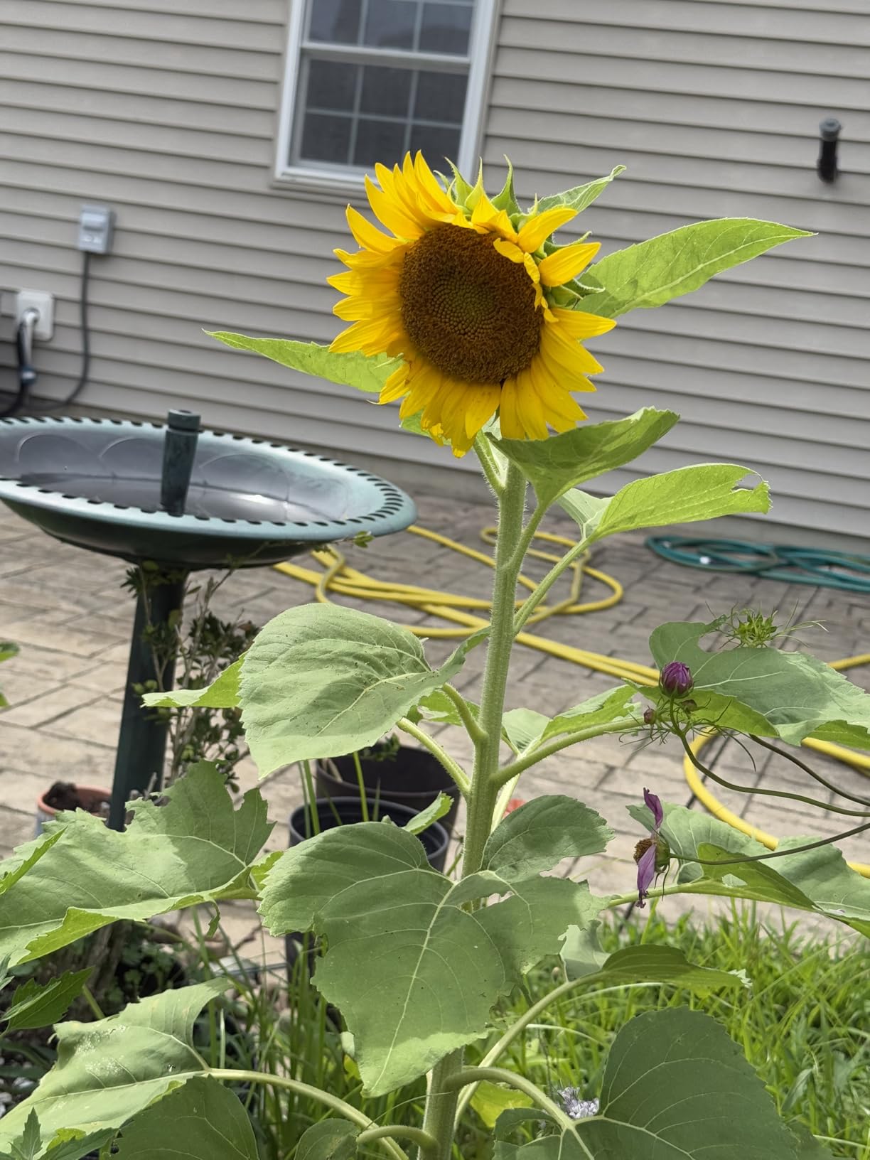 Bobbex Deer Repellent 32 oz. Ready to Use Spray-2 Pack - Customer Photo 2