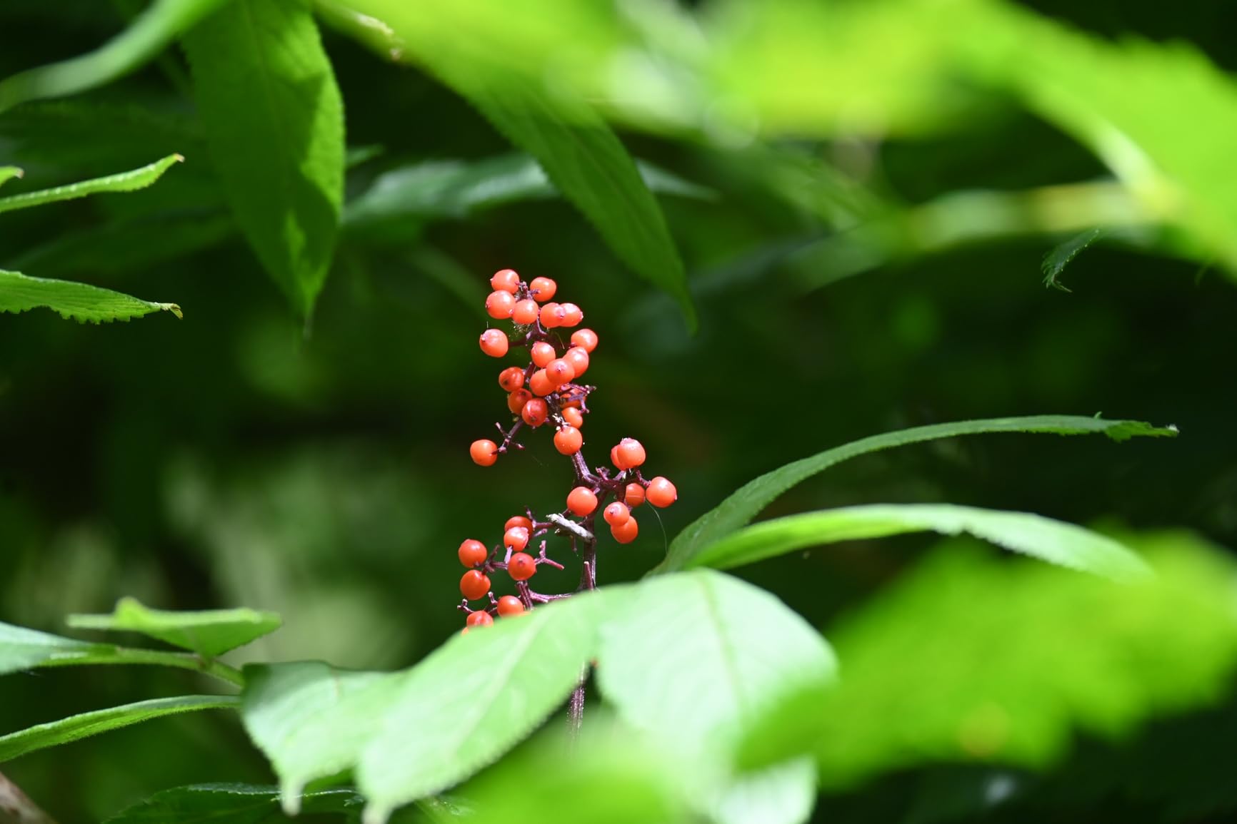 Nikon Z 30 - Our most compact, lightweight mirrorless stills/video camera Customer Review Nikon Z 30 - Our most compact, lightweight mirrorless stills/video camera - Customer Photo 3