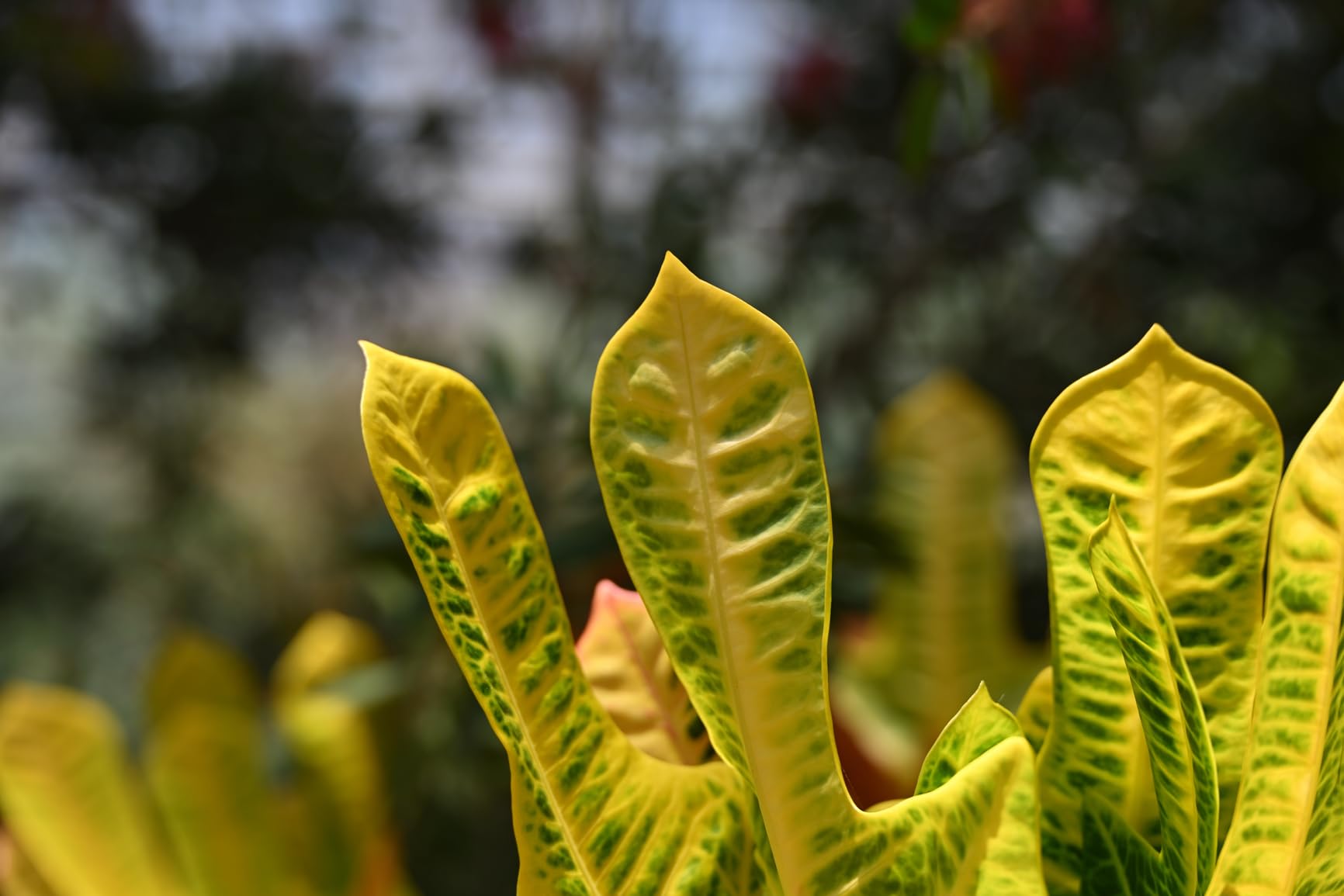 TTArtisan 50mm F2 Full Frame Large Aperture Manual Portrait Lens for Sony E Mount fe Mirrorless Camera Alpha A6000 A6300 A6400 A7C A7MIII A7MIV A7RIII A9 NEX-3 NEX-3N NEX-5 Black - Customer Photo 2