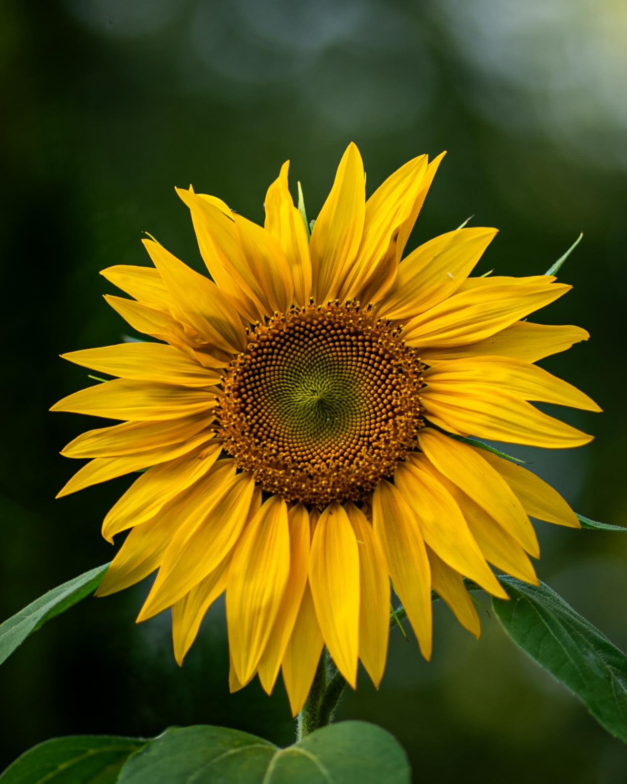 Samyang 85mm F1.4 AF Series II Full Frame Telephoto Lens for Sony E – Ultra-Sharp Autofocus, Smooth Bokeh, Weather-Sealed, Quiet Linear STM Motor, Custom Switch, Focus Hold Button - Customer Photo 1