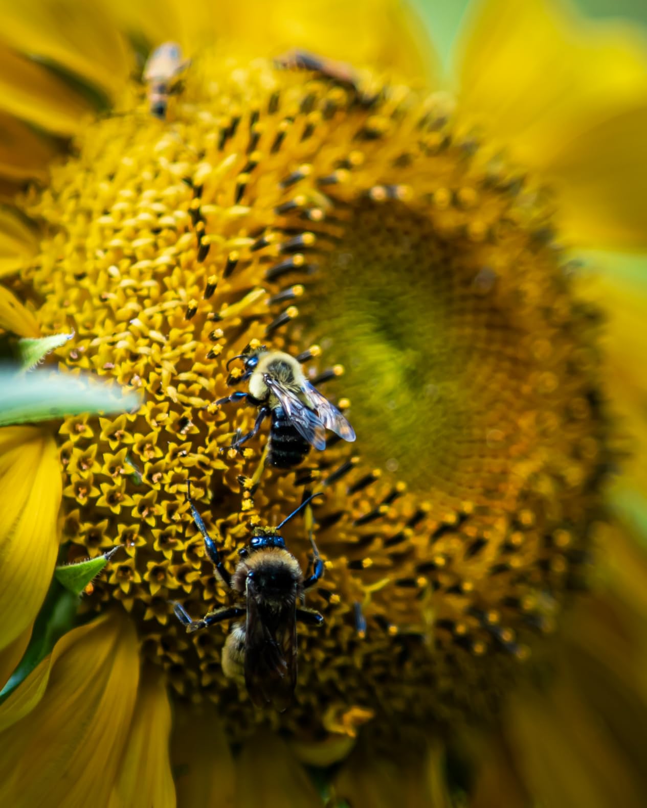 Samyang 85mm F1.4 AF Series II Full Frame Telephoto Lens for Sony E – Ultra-Sharp Autofocus, Smooth Bokeh, Weather-Sealed, Quiet Linear STM Motor, Custom Switch, Focus Hold Button - Customer Photo 2