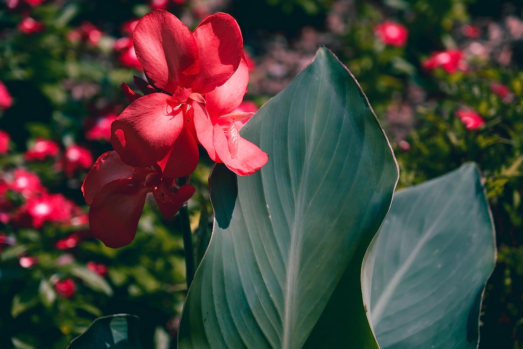 Fujifilm X-H2 Mirrorless Camera Body - Black - Customer Photo 1