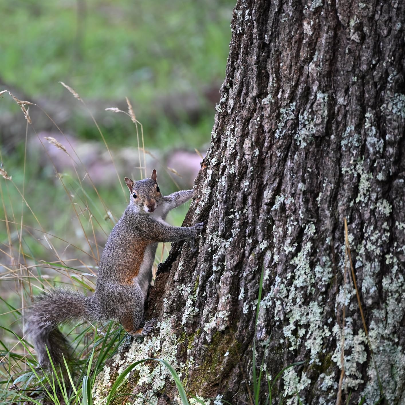 Tamron 70-300mm F/4.5-6.3 Di III RXD for Nikon Z Mirrorless Cameras (Model A047Z) - Customer Photo 1