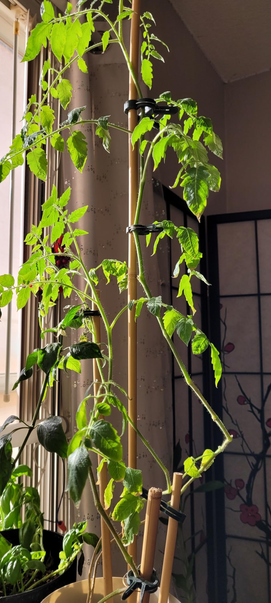 Garden Safe 32 oz. Insecticidal Soap Ready-to-Use, 1 Count (Pack of 1) - Customer Photo 2