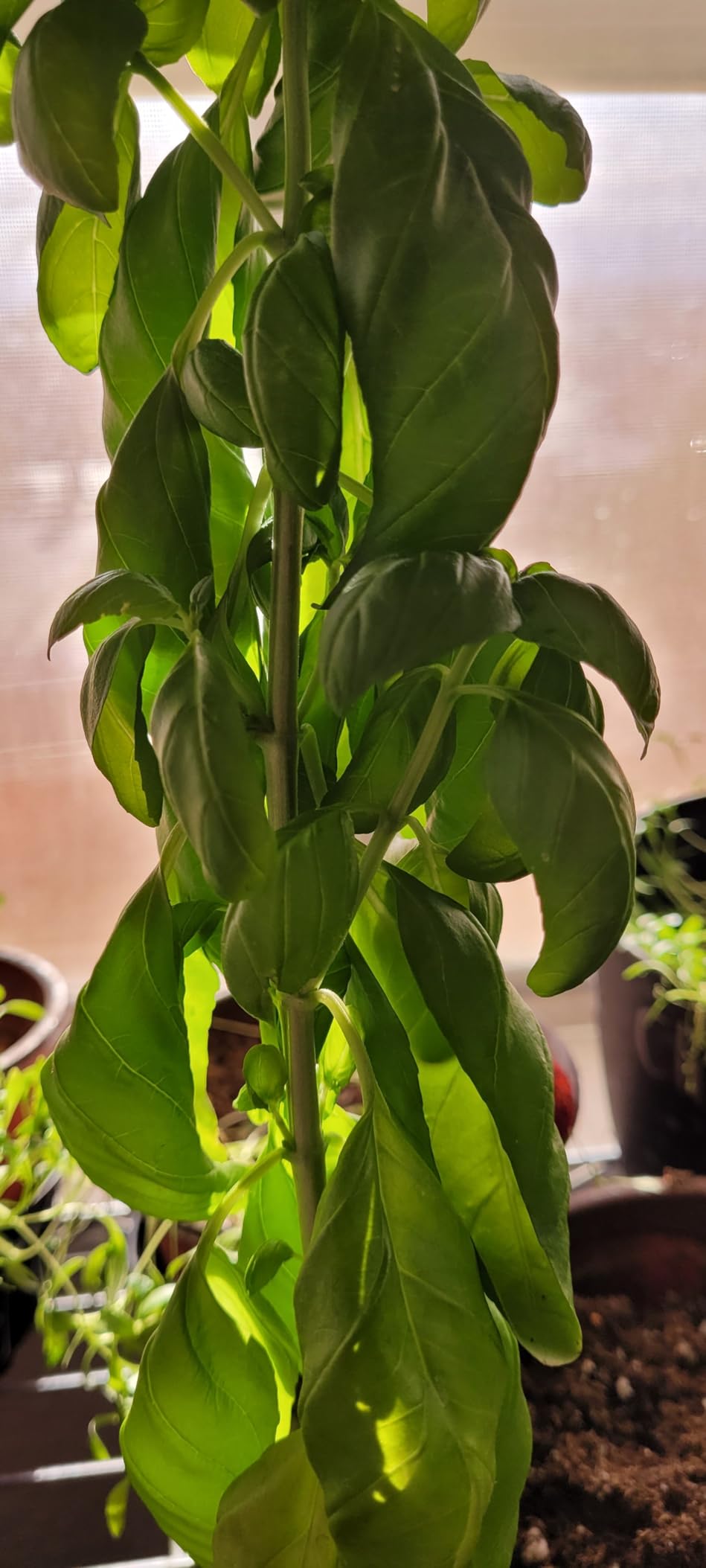 Garden Safe 32 oz. Insecticidal Soap Ready-to-Use, 1 Count (Pack of 1) - Customer Photo 4