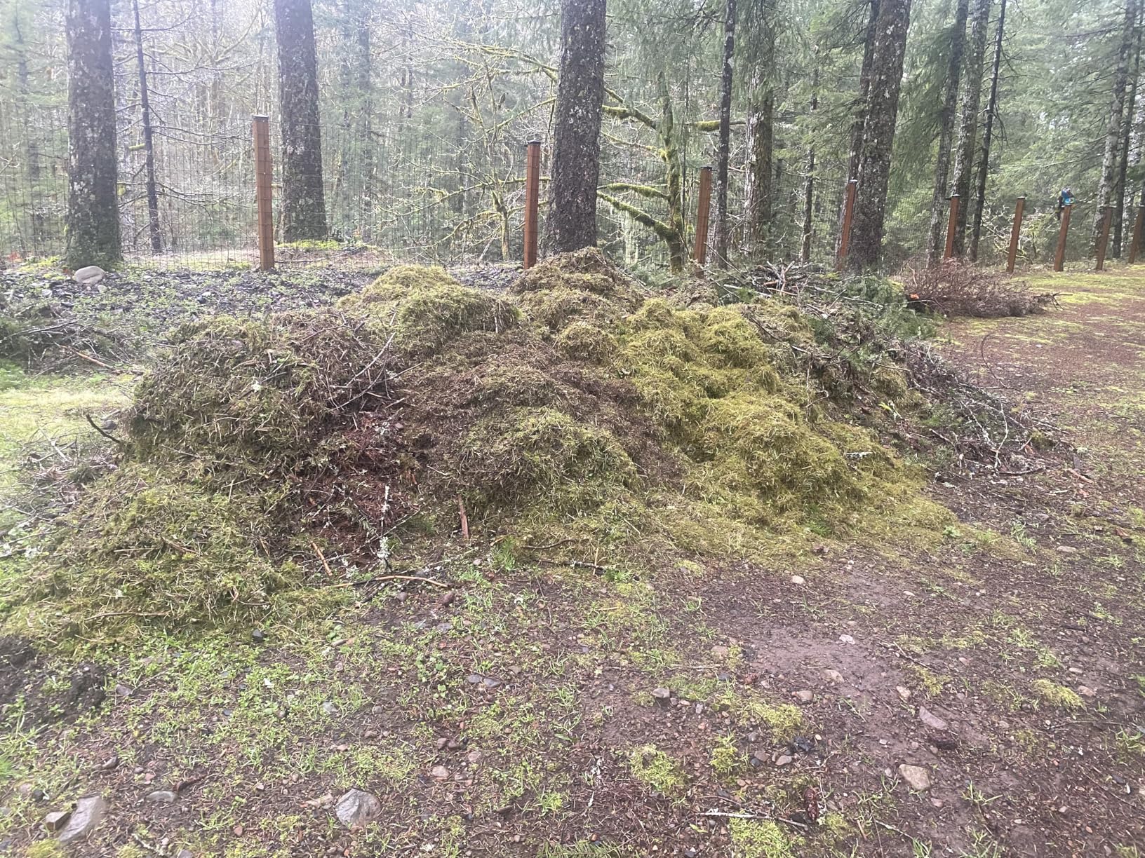 WEN DT1516 16-Inch 15-Amp 2-in-1 Electric Dethatcher and Scarifier with Collection Bag, Black - Customer Photo 2