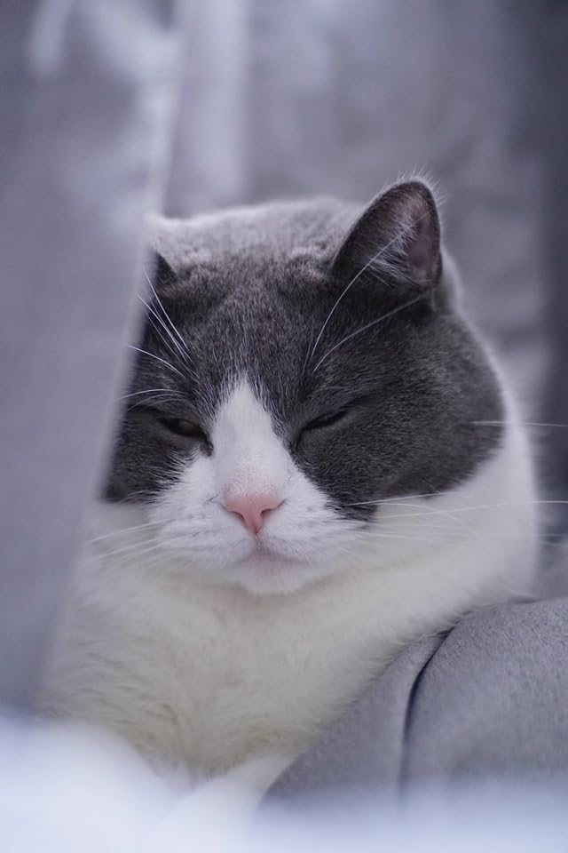 Brightin Star 50mm F1.8 Manual Focus Prime Lens for Sony E Mount Mirrorless Cameras - APS-C MF Large Aperture Standard Lens, Fit for ZV-E10, A7IV, A6400, A7II, A7SIII, A7III, A7C, A6600, A7RIV, A7RIII - Customer Photo 1