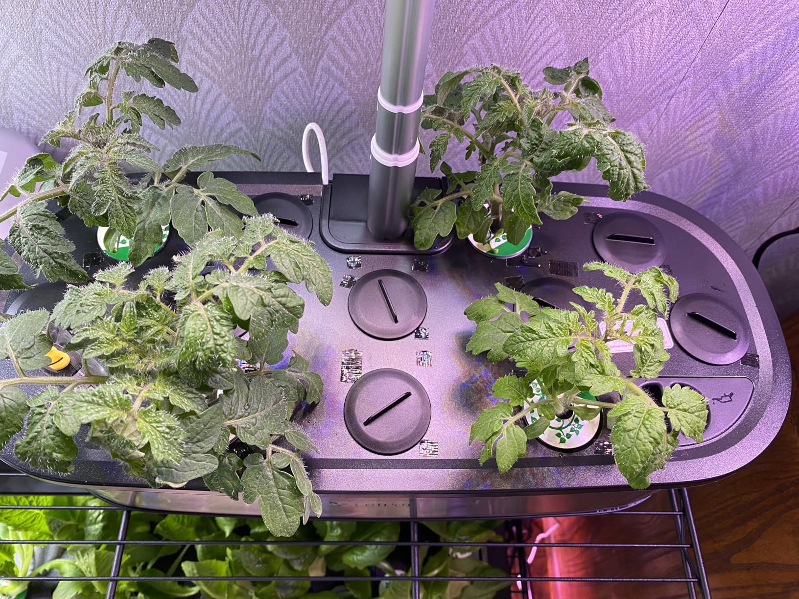 LetPot LPH-SE Hydroponics Growing System, 12 Pods Smart Herb Garden Kit Indoor, Indoor Garden, APP & WiFi Controlled, with 24W Growing LED, 5.5L Water Tank, Pump System, Automatic Timer - Customer Photo 2