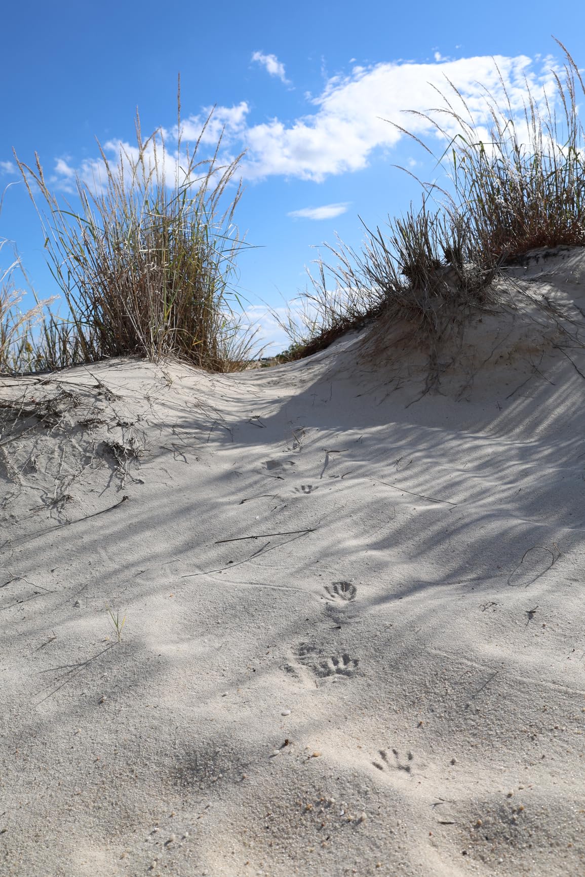 Canon EOS R6 Mark II Mirrorless Camera RF24-105mm F4-7.1 is STM Lens Kit, Full-Frame Hybrid Camera - Customer Photo 1