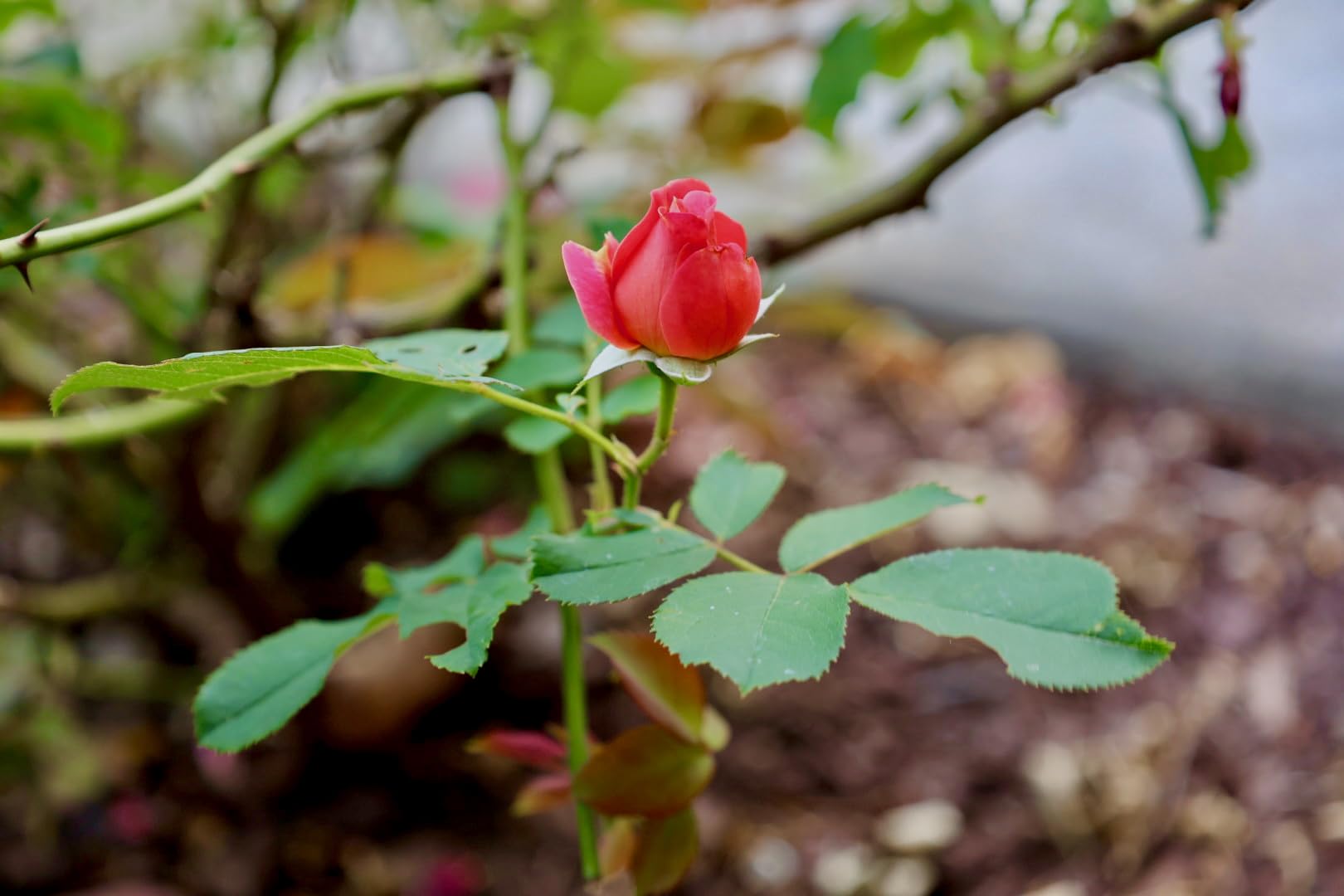 Canon EOS R6 Mark II Mirrorless Camera RF24-105mm F4-7.1 is STM Lens Kit, Full-Frame Hybrid Camera, 24.2 Megapixel CMOS Sensor, Photo and Video Capabilities, Black - Customer Photo 4