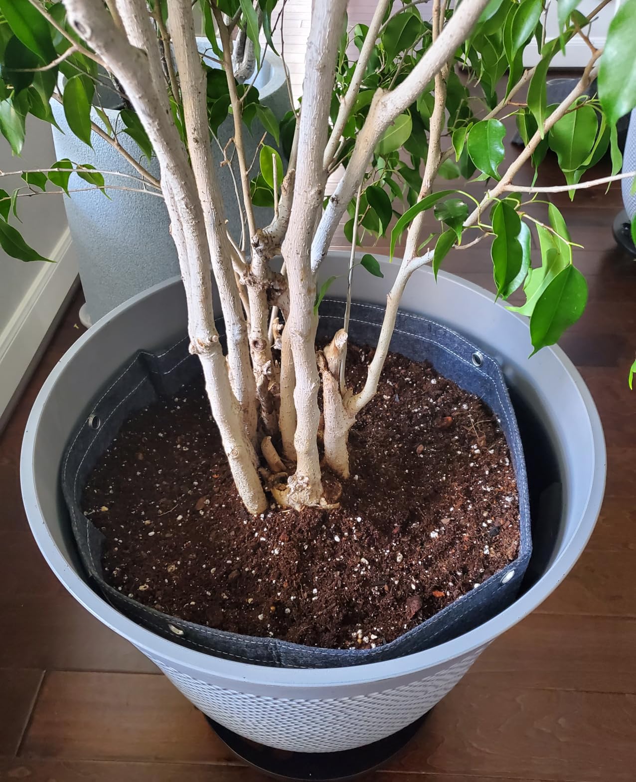 VIVOSUN 5-Pack 15 Gallon Grow Bags, 500G Thick Nonwoven Fabric Pots with Strap Handles, Multi-Purpose Rings, for Low Stress Plant Training Fruits, Vegetables, and Flowers - Customer Photo 1