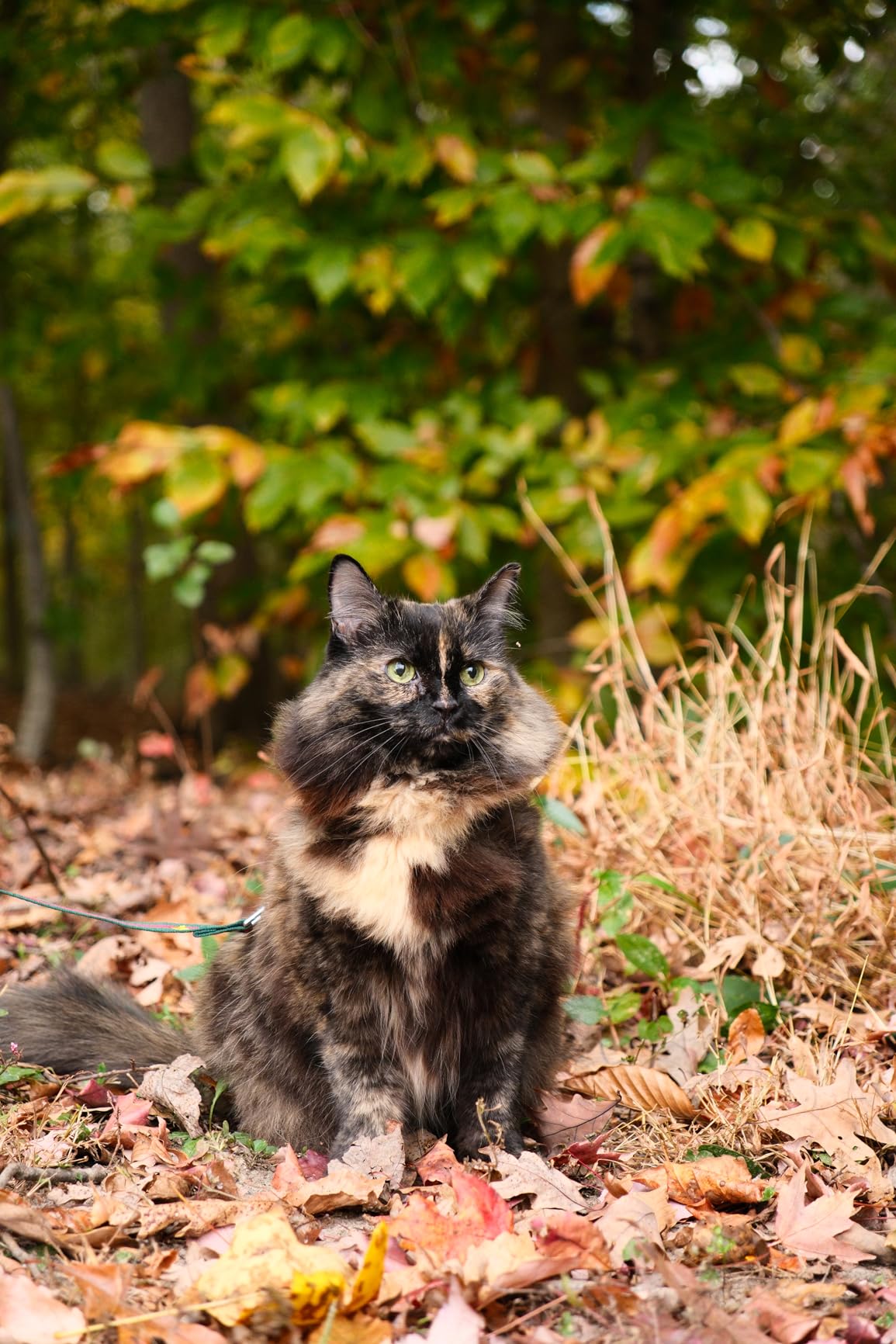 18-50MM F2.8 DC DN | C for Fuji X Mount - Customer Photo 1