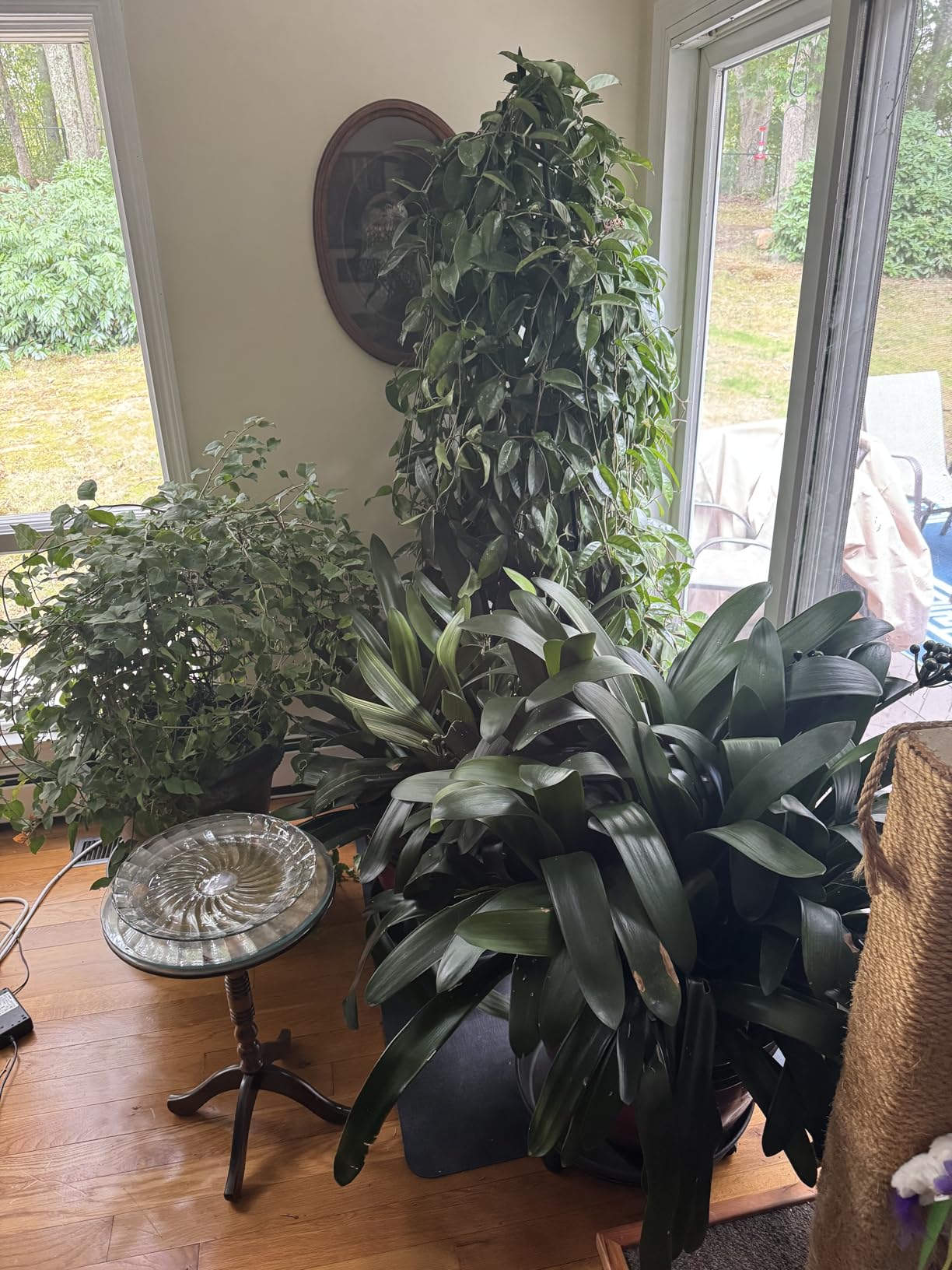 Earth's Ally 3-in-1 Plant Spray for Pests and Disease - Organic Insecticide, Fungicide and Spider Mite Control - OMRI Listed Indoor Outdoor Garden Spray - Safe for Pollinators, Kids and Pets - 32 oz - Customer Photo 3