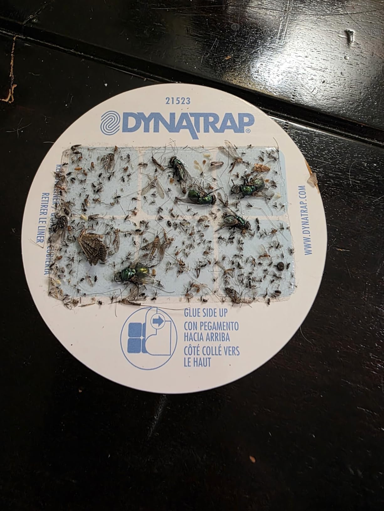 DynaTrap DT152 Indoor Insect Trap and Killer - Catches and Kills Gnats, Flies, Moths & Other Flying Insects Customer Review DynaTrap DT152 Indoor Insect Trap and Killer - Catches and Kills Gnats, Flies, Moths & Other Flying Insects - Customer Photo 1