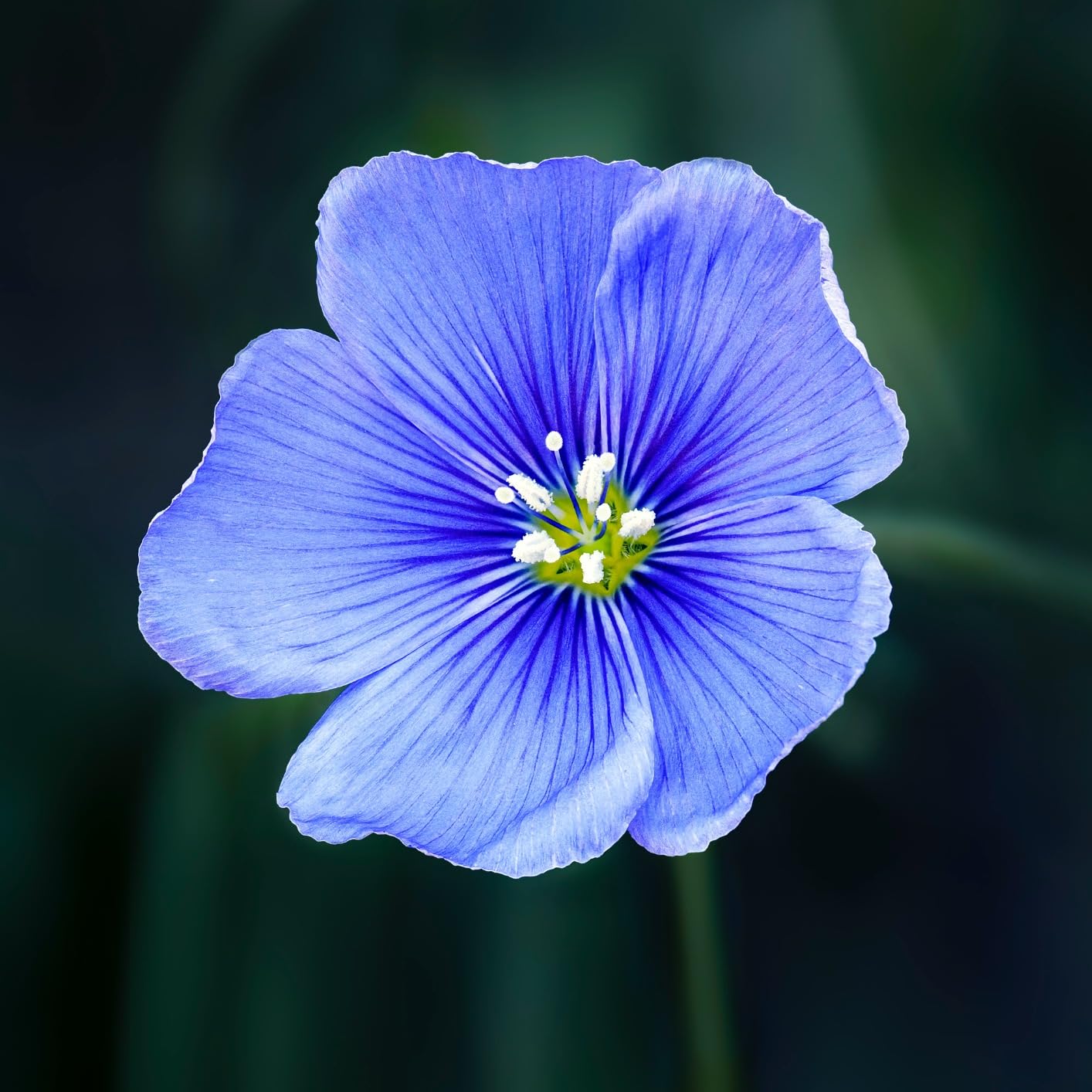 OM SYSTEM Olympus M.Zuiko Digital ED 90mm F3.5 Macro is PRO for Micro Four Thirds System Camera - Customer Photo 1