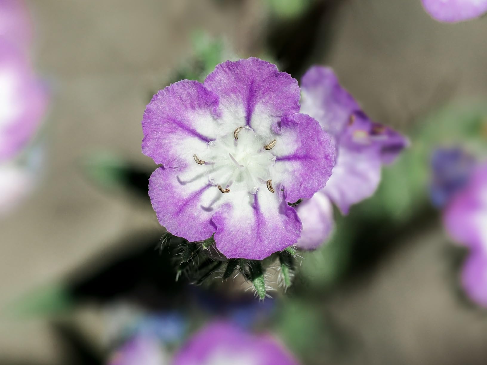 OM SYSTEM Olympus M.Zuiko Digital ED 90mm F3.5 Macro is PRO for Micro Four Thirds System Camera - Customer Photo 2