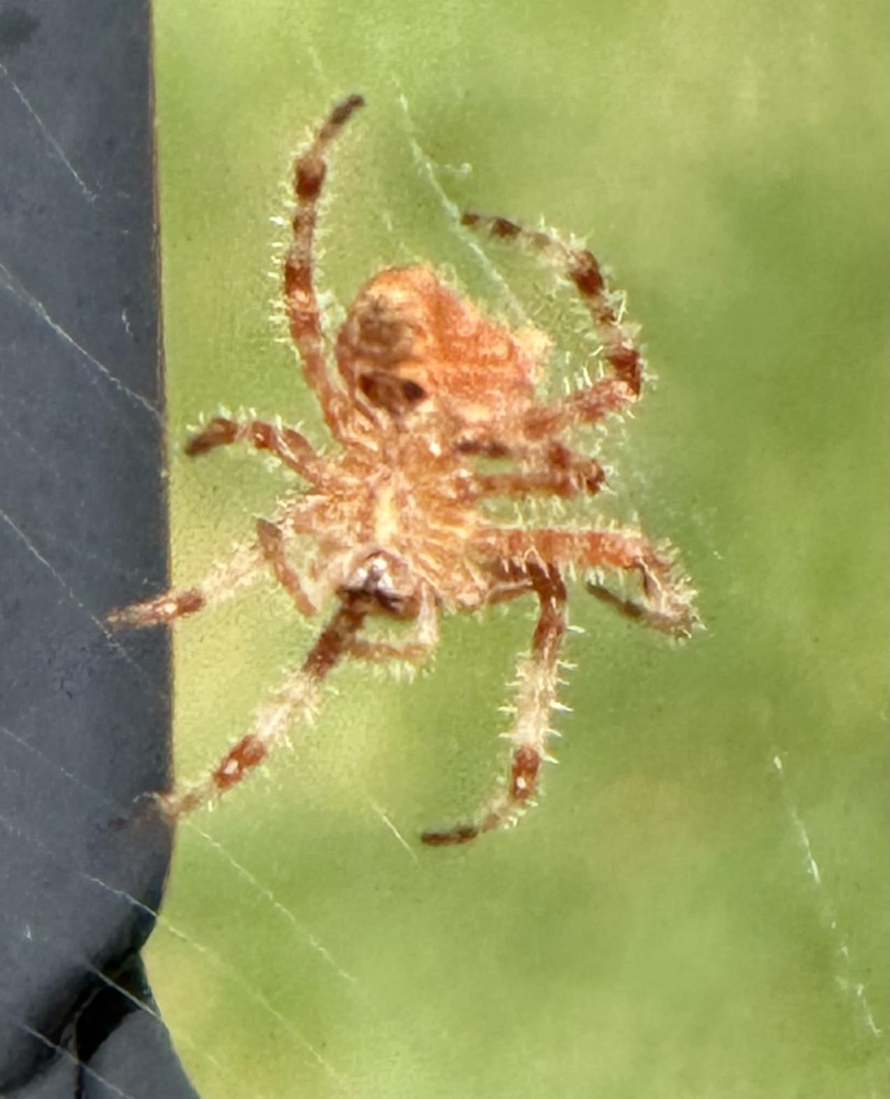 Canon EOS R8 Mirrorless Camera Body, Full‑Frame CMOS Sensor, 24.2 Megapixels, 4K 60p Video, Dual Pixel Autofocus II, Lightweight Camera for Content Creation, Photography and Vlogging, Black Customer Review Canon EOS R8 Mirrorless Camera Body, Full‑Frame CMOS Sensor, 24.2 Megapixels, 4K 60p Video, Dual Pixel Autofocus II, Lightweight Camera for Content Creation, Photography and Vlogging, Black - Customer Photo 3