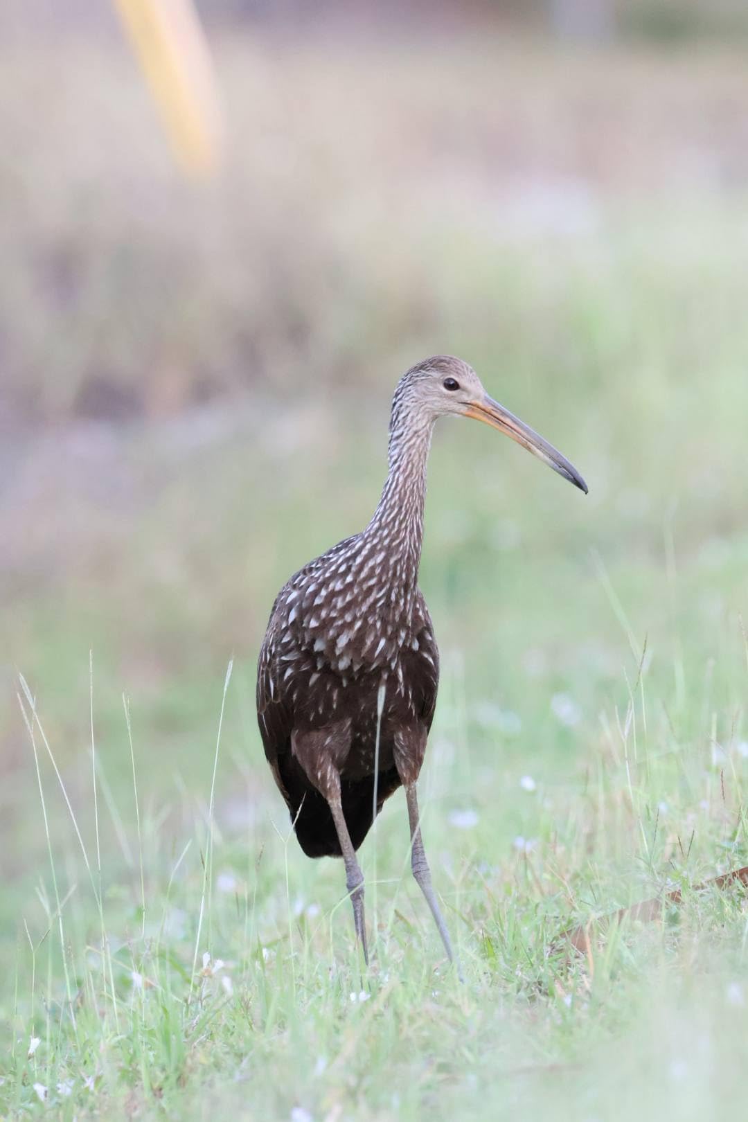 Canon EOS R50 Mirrorless Camera RF-S18-45mm F4.5-6.3 is STM Lens Kit, 24.2 Megapixel CMOS (APS-C) Sensor, 4K Video, Hybrid Camera, Photo and Video, Vlogging, Content Creator, RF Mount, Black - Customer Photo 2