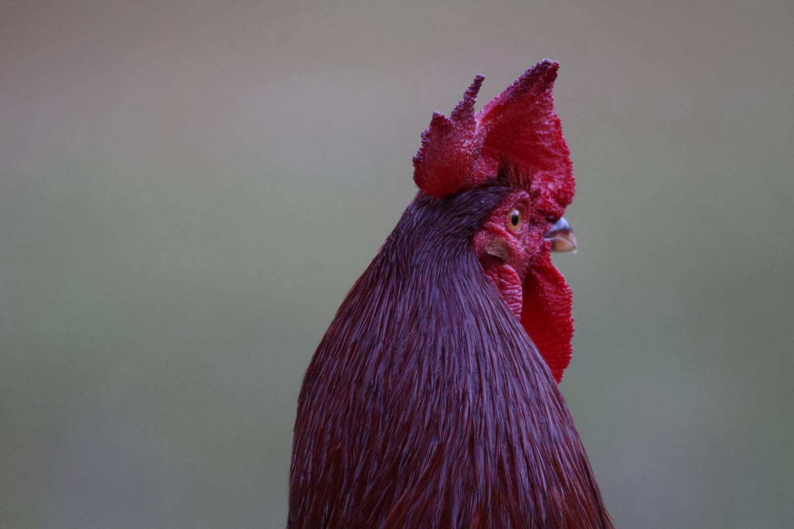 Canon EOS R50 Mirrorless Camera RF-S18-45mm F4.5-6.3 is STM Lens Kit, 24.2 Megapixel CMOS (APS-C) Sensor, 4K Video, Hybrid Camera, Photo and Video, Vlogging, Content Creator, RF Mount, Black - Customer Photo 4