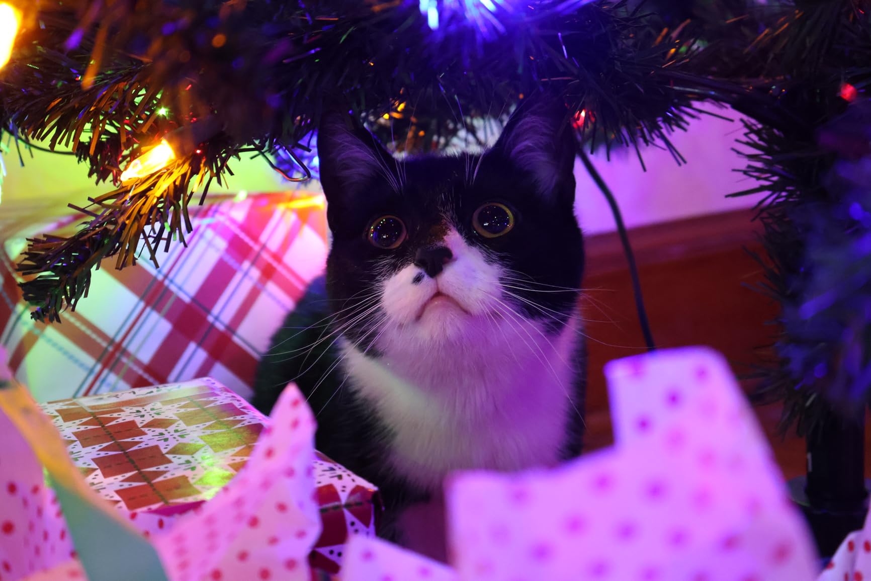 Canon EOS R50 Mirrorless Vlogging Camera (Body Only/Black), RF Mount, 24.2 MP, 4K Video, DIGIC X Image Processor, Subject Detection & Tracking, Compact, Smartphone Connection, Content Creator Customer Review Canon EOS R50 Mirrorless Vlogging Camera (Body Only/Black), RF Mount, 24.2 MP, 4K Video, DIGIC X Image Processor, Subject Detection & Tracking, Compact, Smartphone Connection, Content Creator - Customer Photo 1