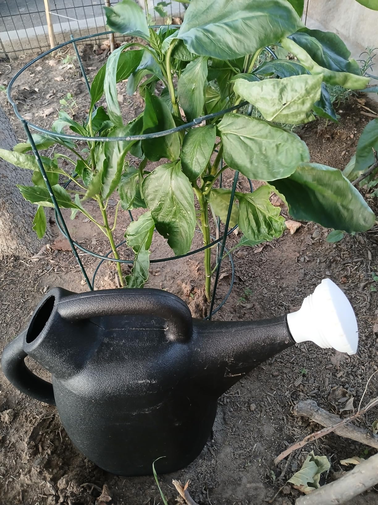 Chapin 47998: 2 Gallon Watering Can for Indoor & Outdoor Plants, 100% Recycled Plastic with Removable Nozzle, Drip-Free Sprinkler Head, Made in USA - Customer Photo 2