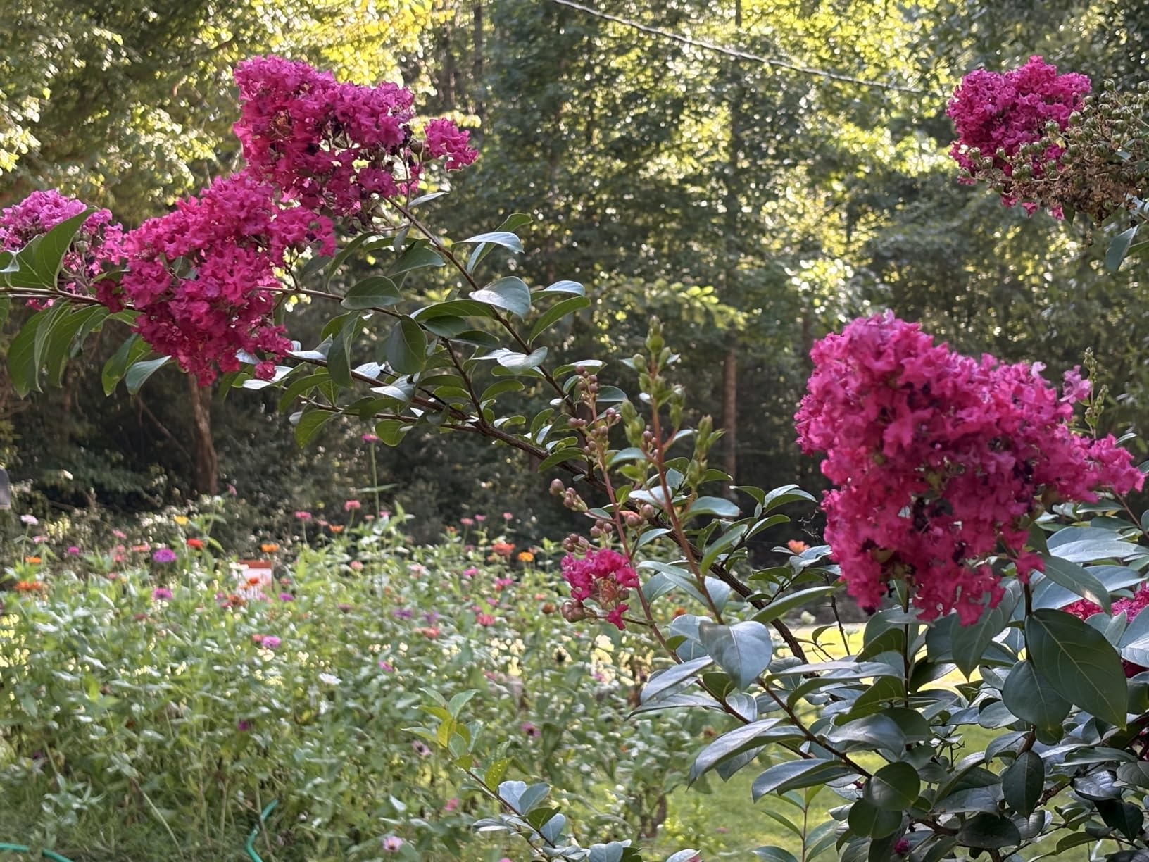 Atticus Mineiro 2F Flex Imidacloprid Systemic Insecticide (1 Gal) – Grub and Insect Control in Lawns and Landscapes - Customer Photo 1