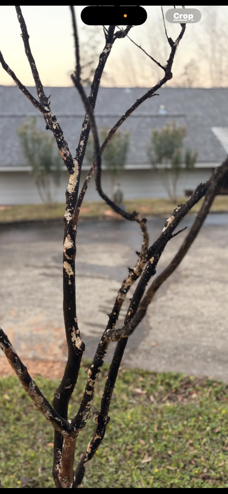 Atticus Mineiro 2F Flex Imidacloprid Systemic Insecticide (1 Gal) – Grub and Insect Control in Lawns and Landscapes - Customer Photo 2