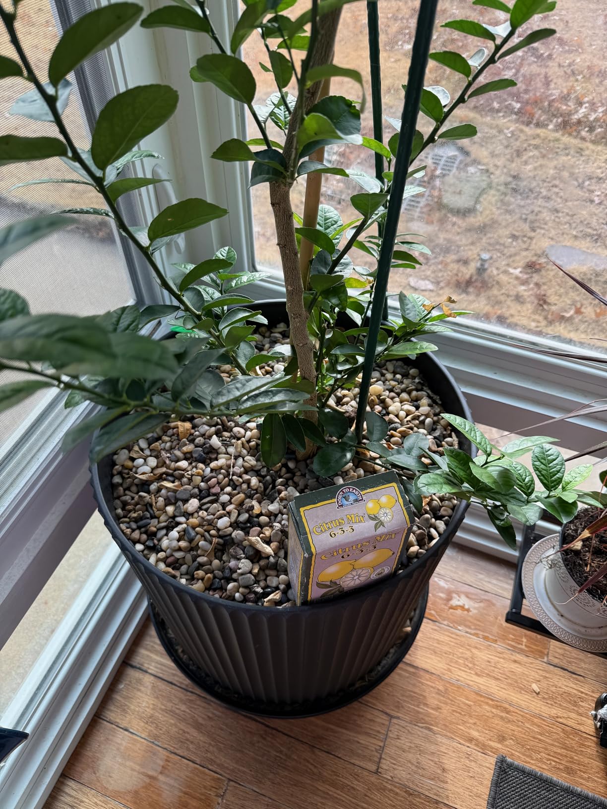 Veradek Mason Series Demi Planter - Large Round Planter for Indoor or Outdoor Patio/Balcony | Made from Plastic & Concrete with Drainage Holes | Modern Decor for Flowers, Trees, Tall Plants Customer Review Veradek Mason Series Demi Planter - Large Round Planter for Indoor or Outdoor Patio/Balcony | Made from Plastic & Concrete with Drainage Holes | Modern Decor for Flowers, Trees, Tall Plants - Customer Photo 3