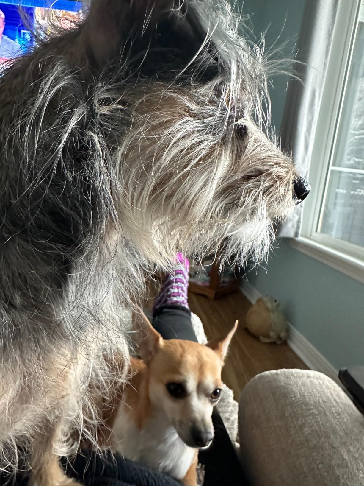 iRobot Roomba Combo i5+ Self-Emptying Robot Vacuum and Mop, Clean by Room with Smart Mapping, Empties Itself for Up to 60 Days, Works with Alexa, Personalized Cleaning OS - Customer Photo 1