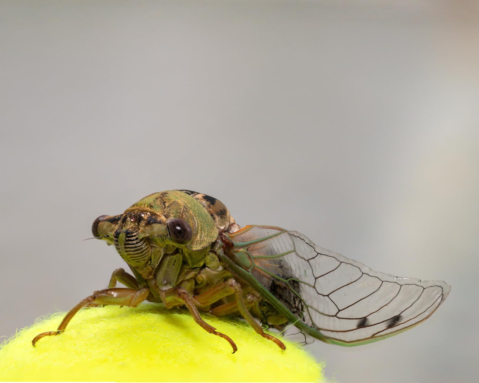 Nikon Z 8 Professional full-frame mirrorless stills/video hybrid camera | Nikon USA Model - Customer Photo 2