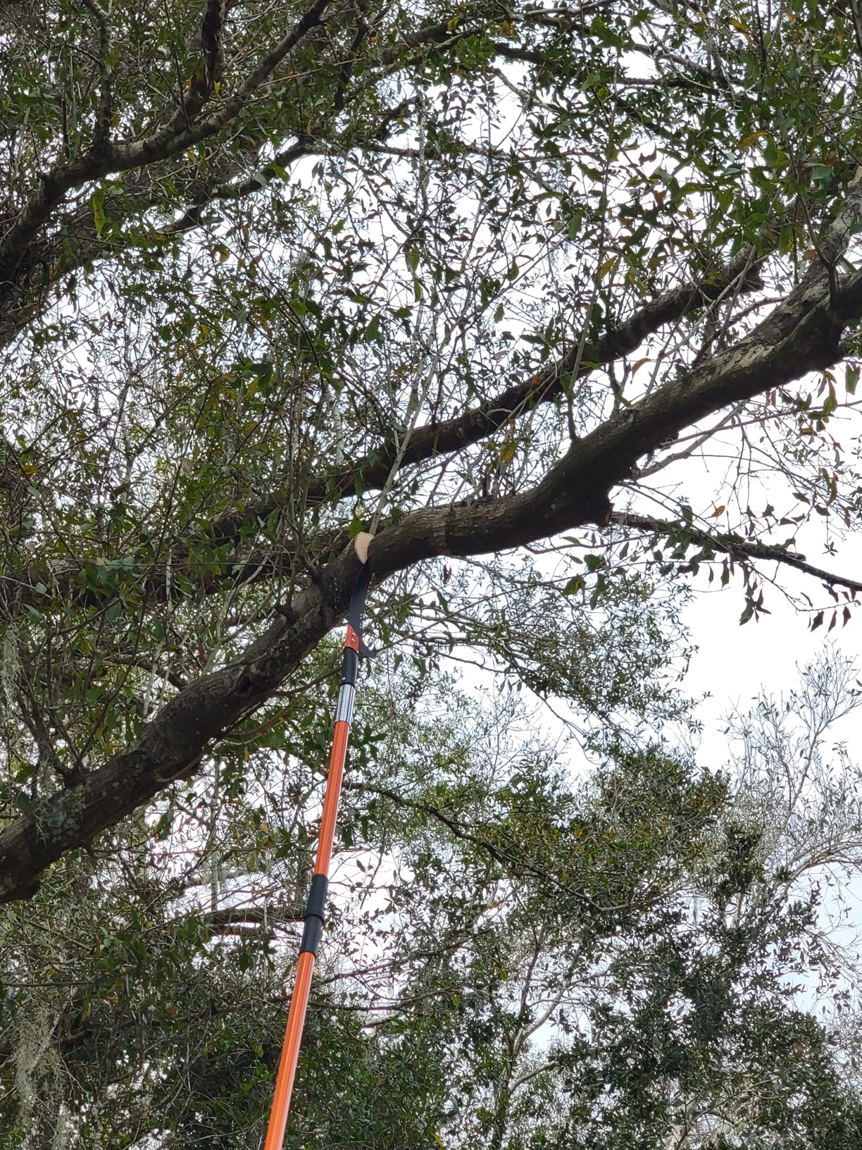 VEVOR Manual Pole Saw, 7.3-27 ft Extendable Tree Pruner, Sharp Steel Blade and Scissors High Branches Trimming, Branch Trimmer with Lightweight 8 Fiberglass Handles, for Pruning Palms and Shrubs - Customer Photo 1