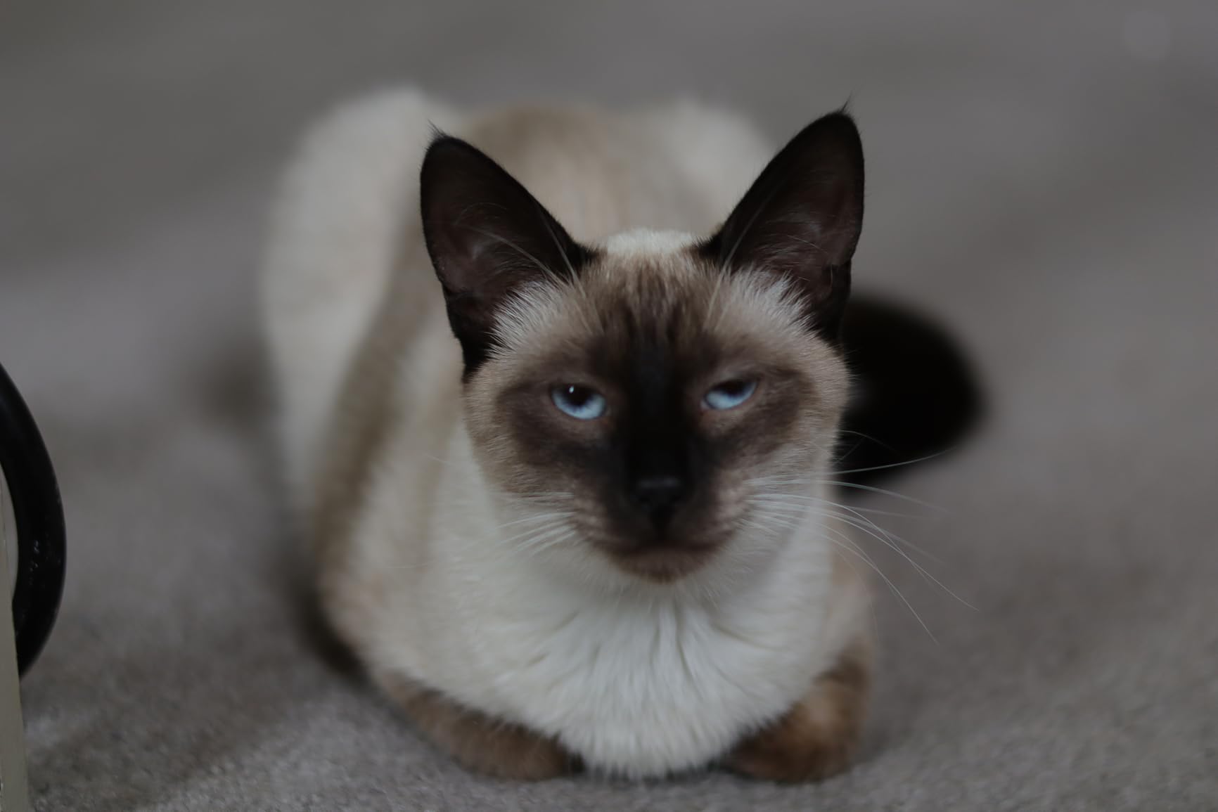 Canon EOS R100 Mirrorless Camera RF-S18-45mm F4.5-6.3 is STM Lens Kit, 24.1 Megapixel CMOS (APS-C) Sensor, 4K Video, RF Mount, Black - Customer Photo 2