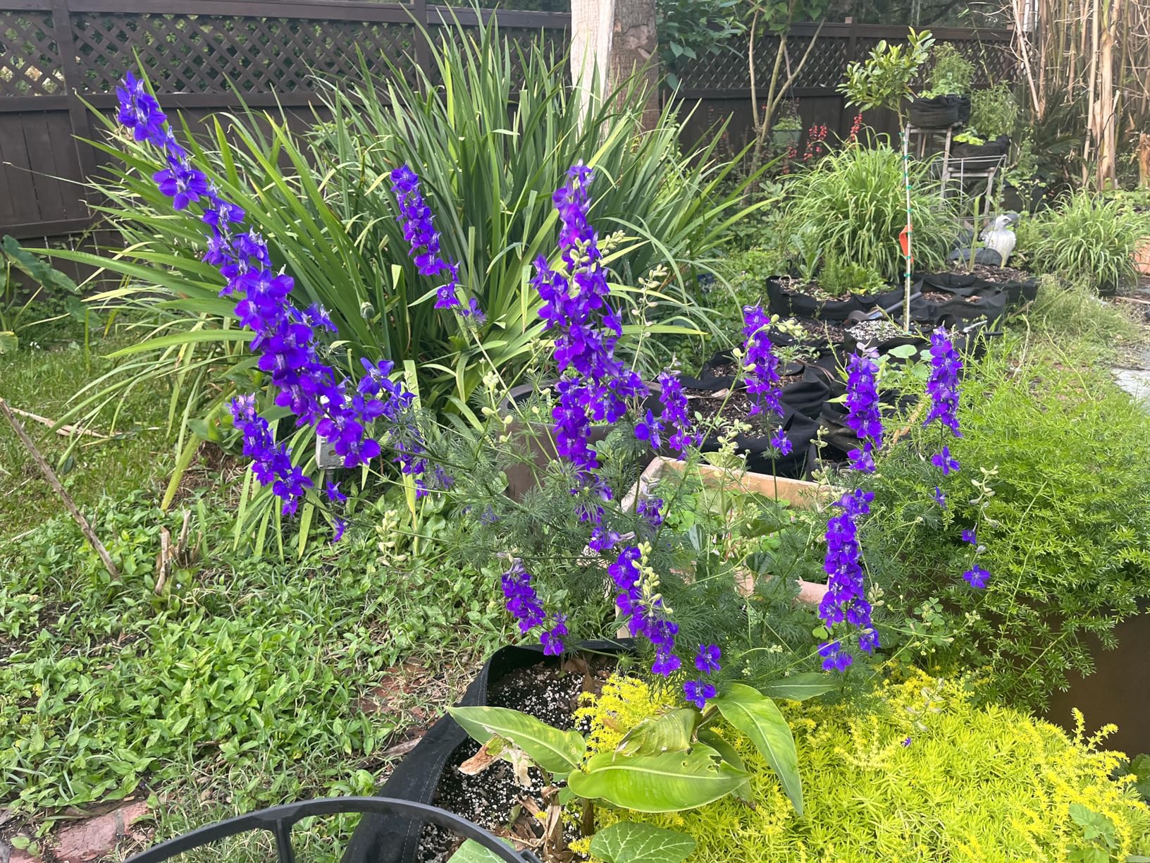 Nikon NIKKOR Z DX 24mm f/1.7 | Extra-large aperture wide-angle prime lens for APS-C size/DX format Z series mirrorless cameras - Customer Photo 2