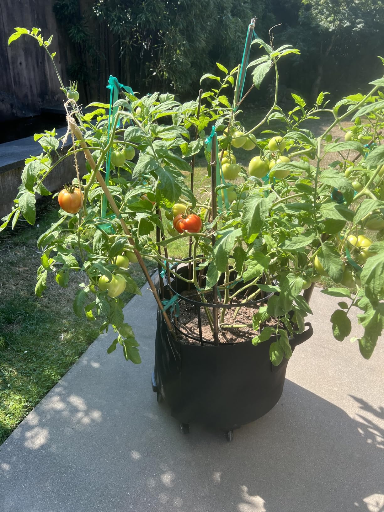 20 Inch Plant Caddy With Wheels - Heavy Duty Outdoor Indoor Rolling Plant Stand With Casters Black Plant Dolly Large Potted Planter Cart For Big Flower Pots Plants Pots, Heart Shaped Garden Pot Mover - Customer Photo 1