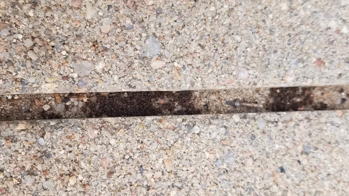 Atticus Talak 7.9% Indoor/Outdoor Insect Control - Bifenthrin Concentrate (1 GAL) - Customer Photo 1