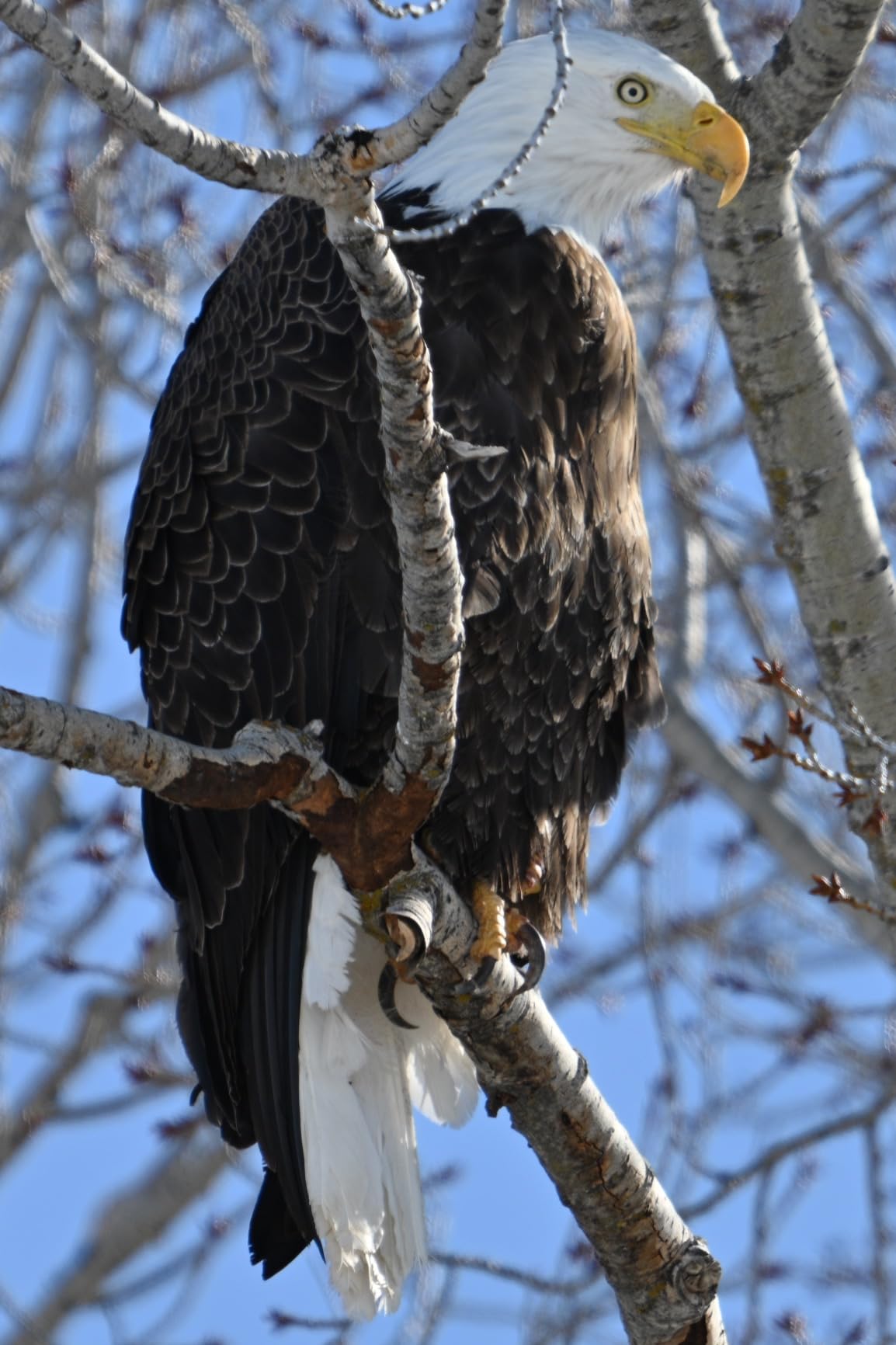 NIKKOR Z 180-600mm f/5.6-6.3 VR Lens - Customer Photo 1