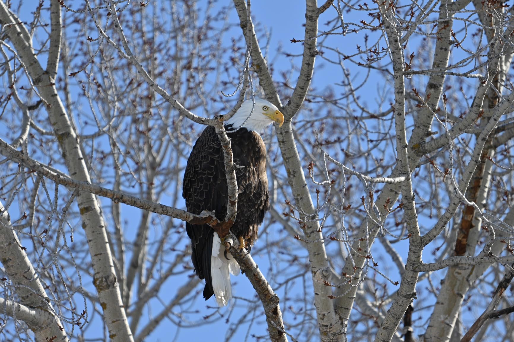 NIKKOR Z 180-600mm f/5.6-6.3 VR Lens - Customer Photo 2