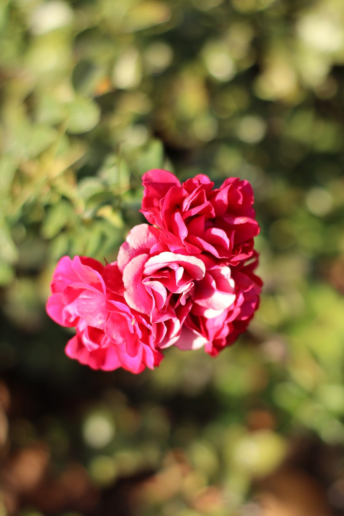 Canon EOS R100 Mirrorless Camera with RF-S18-45mm F4.5-6.3 IS STM Lens Kit, 24.1 Megapixel CMOS (APS-C) Sensor, 4K Video, RF Mount | Black Bundled with 64GB Memory Card & Camera Shoulder Bag (3 Items) - Customer Photo 1