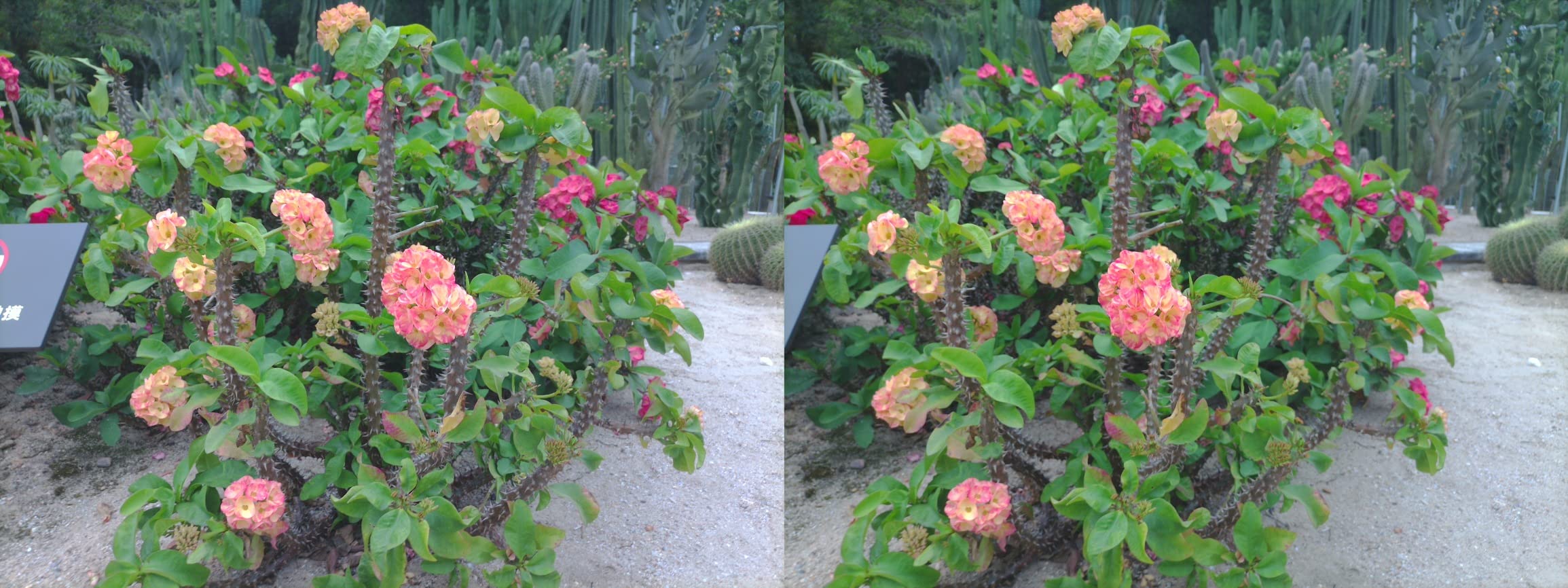 KanDao QooCam EGO - Viewer-Integrated 3D VR Camera, 24MP/8K Photos/4K 60FPS Videos Stereoscopic 3D Instant Display Camera, Compatible on VR Headsets/AR Glasses/Projectors, Charging Kit - Customer Photo 1