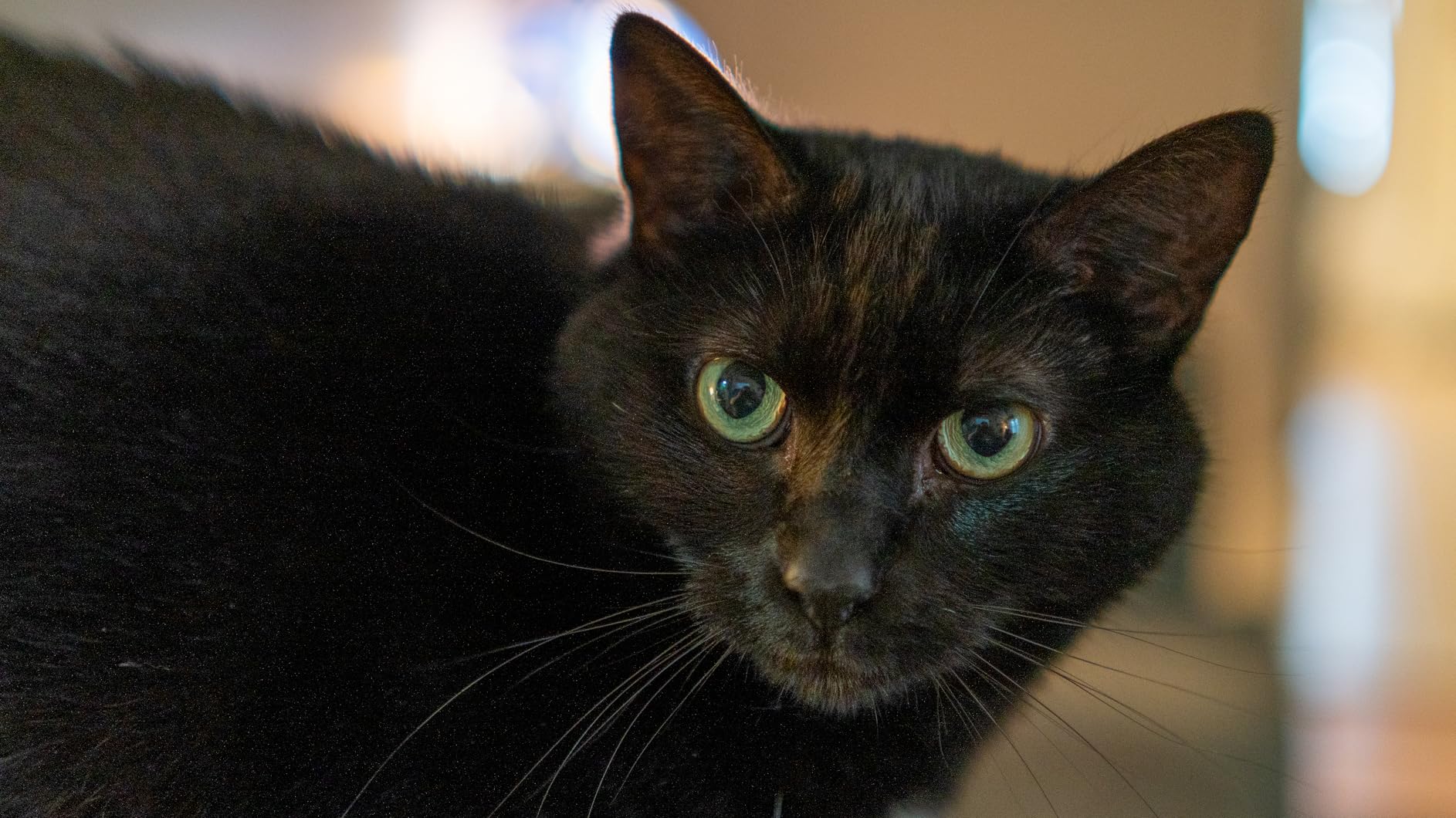 Sony Alpha 6700 - APS-C Interchangeable Lens Camera with 26 MP sensor, 4K video, AI-Based Subject Recognition Customer Review Sony Alpha 6700 - APS-C Interchangeable Lens Camera with 26 MP sensor, 4K video, AI-Based Subject Recognition - Customer Photo 4