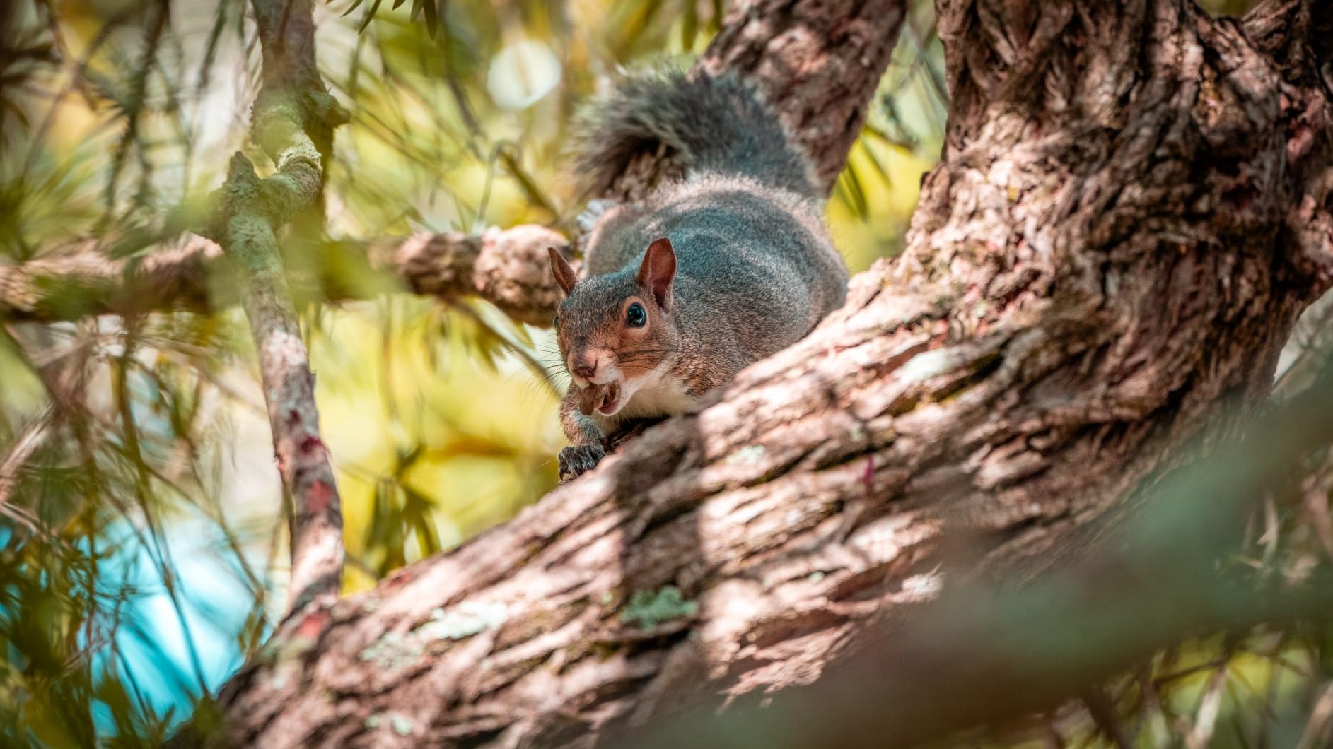 Sony FE 70-200mm F4 Macro G OSS II Compact Telephoto Zoom Lens Customer Review Sony FE 70-200mm F4 Macro G OSS II Compact Telephoto Zoom Lens - Customer Photo 2