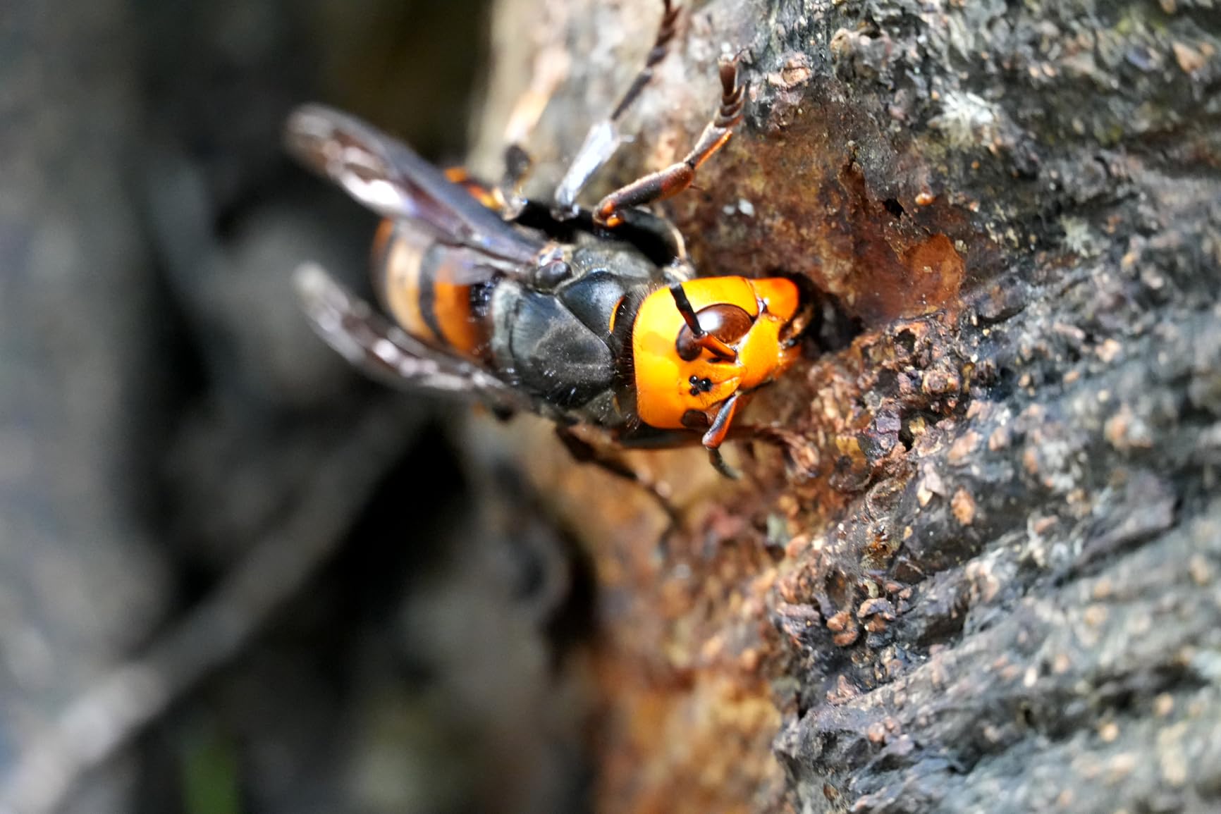 Sony Alpha 6700 - APS-C Interchangeable Lens Camera with 26 MP Sensor, 4K Video, AI-Based Subject Recognition, Log Shooting, LUT Handling and Vlog Friendly Functions and 16-50mm Zoom Lens - Customer Photo 1