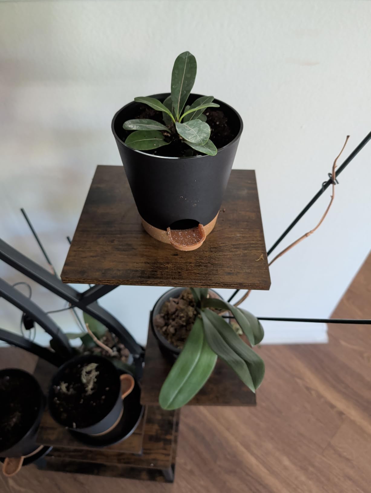 Indoor Self Watering Planters with Drainage Holes and Saucers, 8, 7, 6.5, 6, 5.5, 5 Inches, Black, 6 Pots - Customer Photo 1