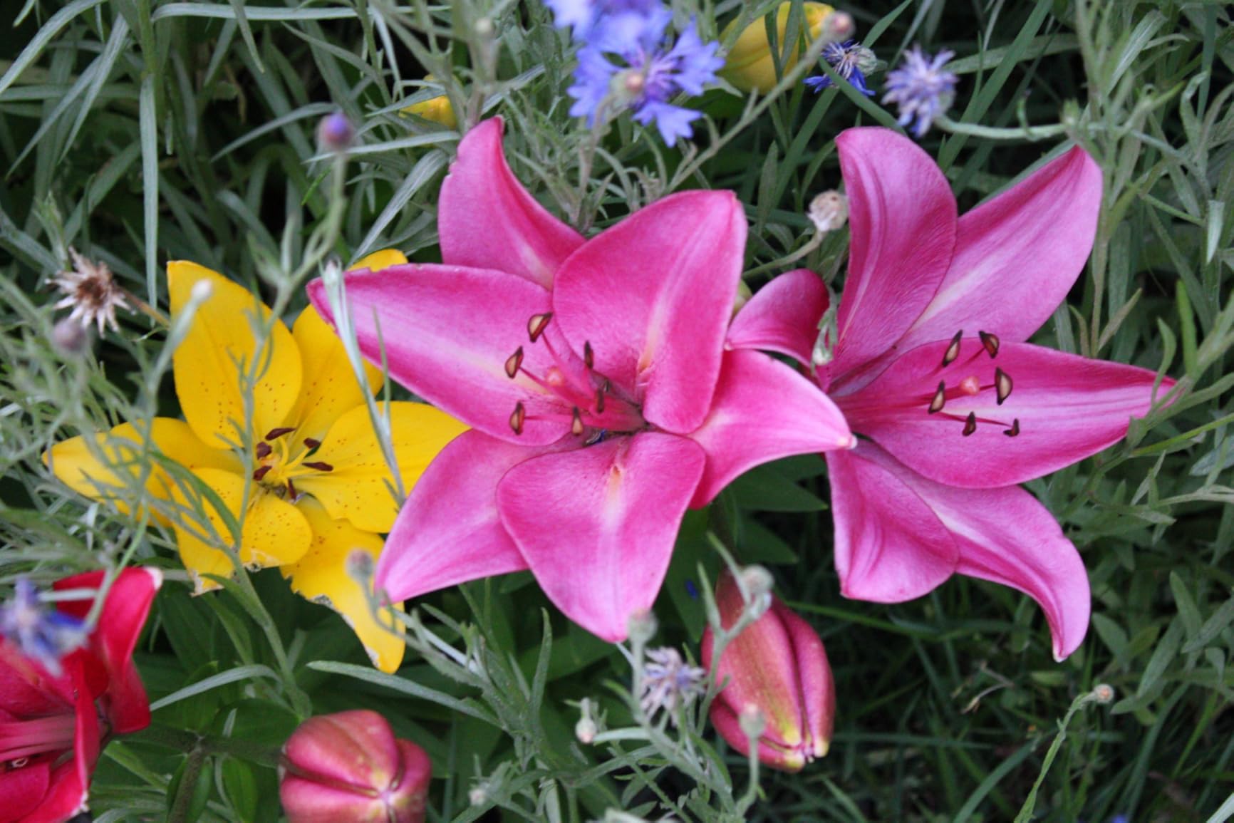 Canon EOS Rebel T7 DSLR Camera with 18-55mm Lens Bundled with 64GB Memory Card + Camera Bag + 58mm UV Filter + Microfiber Cleaning Cloth (5 Items) - Customer Photo 1