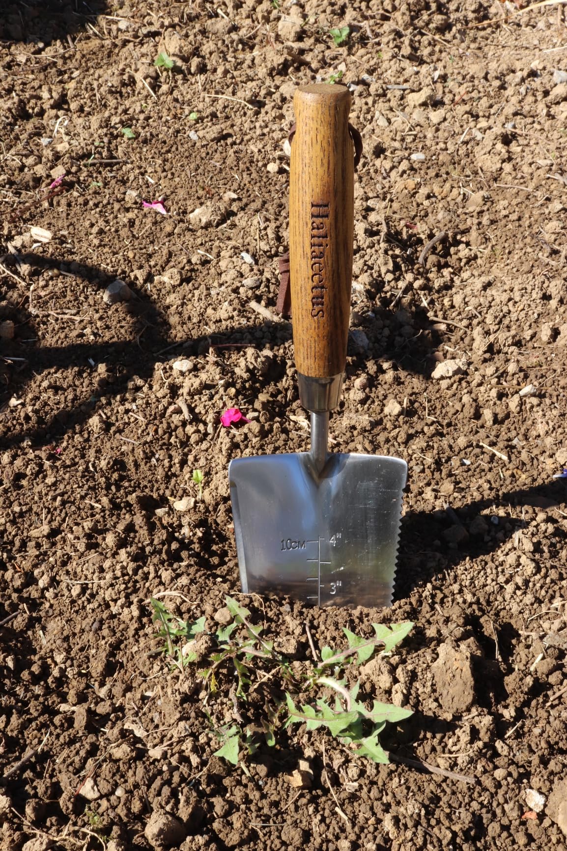 Haliaeetus Seeding Widger, Stainless Steel Garden Planting Trowel for Repotting, Long and Narrow Widger for Weeding from Tight Areas, Hand Transplanter with Wood Handle for Planting, Weeding, Digging - Customer Photo 1