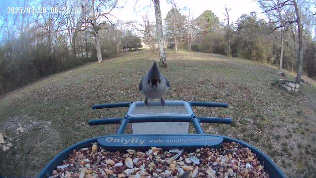 Bird Feeder with Camera Solar Powered : Smart Camera Bird Feeder 2K Live Feed Cam for Outdoor Backyard - Ai Identify Auto Capture Videos Pictures, Gifts for Birdlover Mom Dad, 2.4GHz WiFi - Customer Photo 2