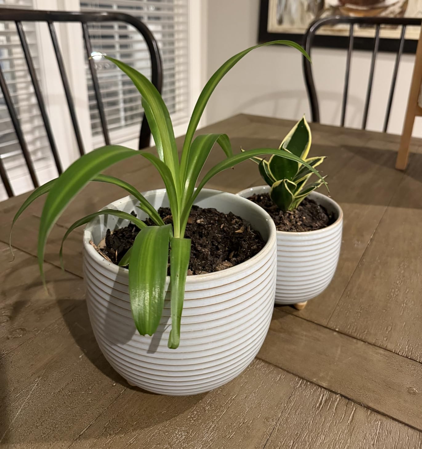 LE TAUCI Ceramic Plant Pots, 5.1 + 6.4 Inch Footed Pots for Plants, Modern Flower Pots for Home and Office, Indoor Planters with Drainage, Reactive Glaze White Customer Review LE TAUCI Ceramic Plant Pots, 5.1 + 6.4 Inch Footed Pots for Plants, Modern Flower Pots for Home and Office, Indoor Planters with Drainage, Reactive Glaze White - Customer Photo 1