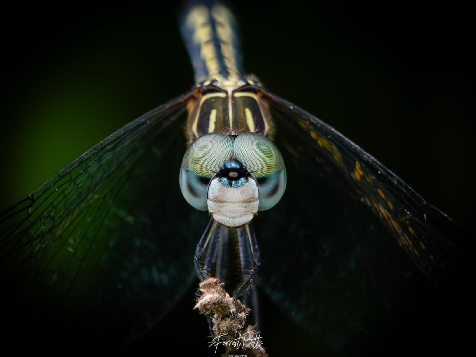 Panasonic LUMIX Micro Four Thirds Camera Lens, Leica DG Vario-Elmar 100-400mm, F4.0-6.3 II ASPH., Power O.I.S. - Customer Photo 1