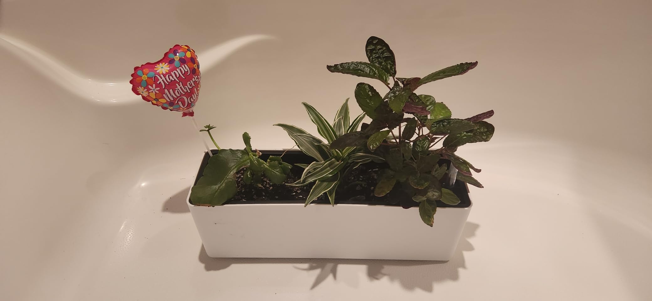 GardenBasix Elongated Self Watering Planter Pots 2-Pack Window Box 5.5 x 16 inch - Customer Photo 1